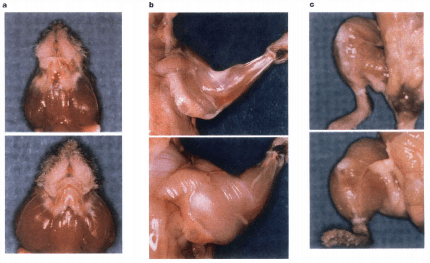 Myostatin mice